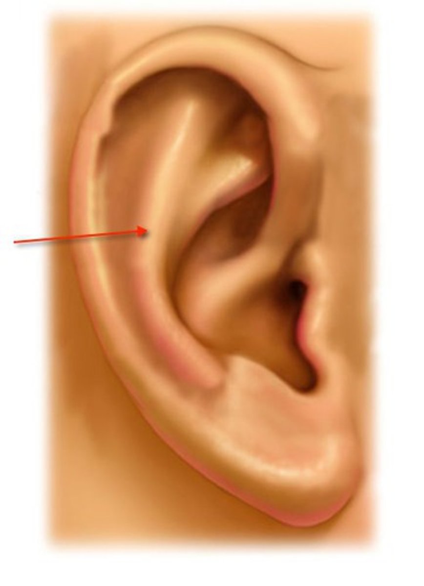 <p>The inner rim of the ear. It starts at the superior border of the lobe and continues upward until it ends by becoming the crura. It forms the superior and posterior walls of the concha.</p>