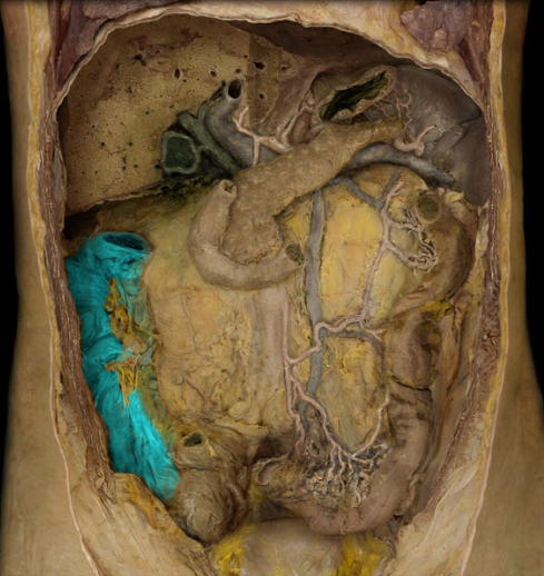 <p>right side of body, ascends along the posterior abdominal wall from the cecum to near the liver</p>