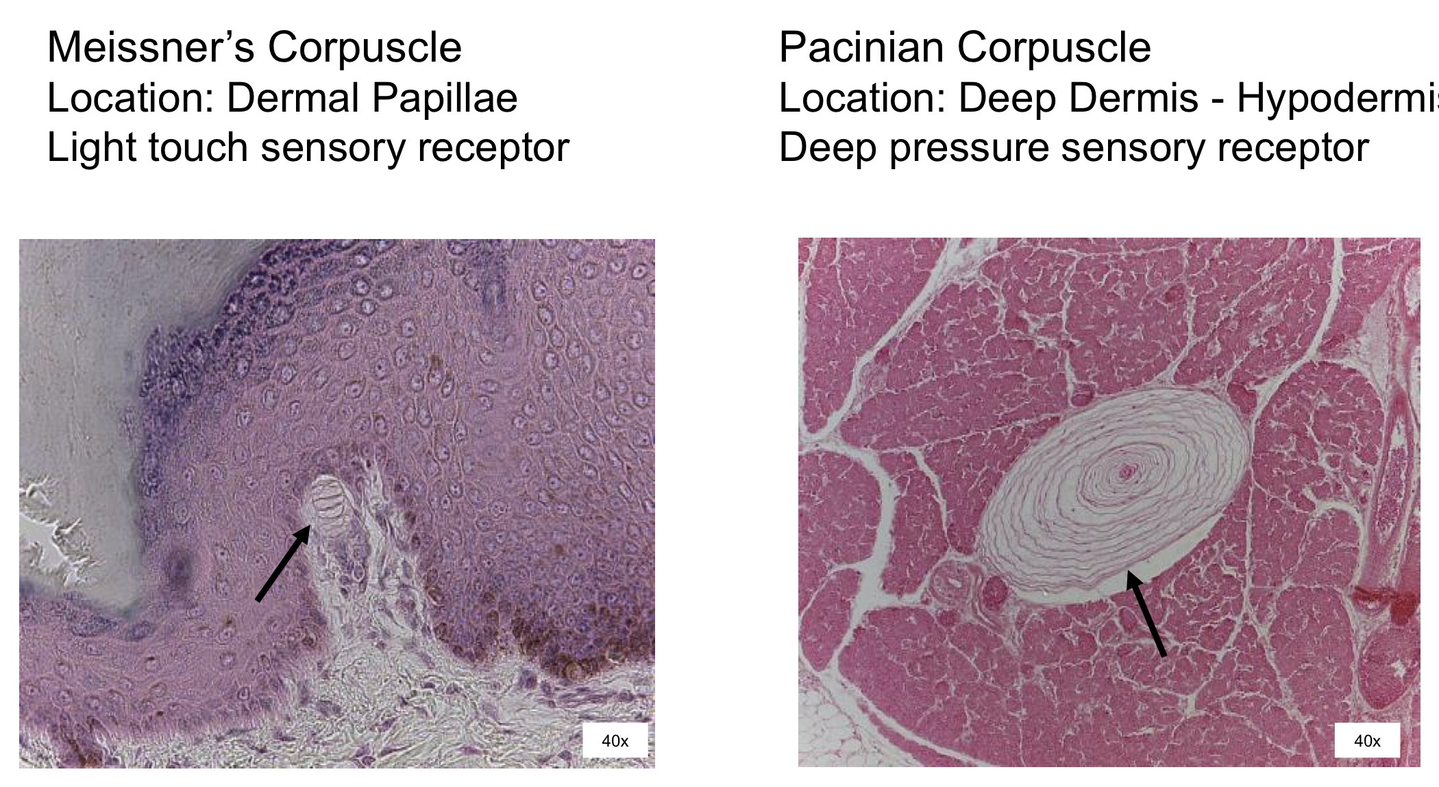<ol><li><p>Meissners corpuscle </p></li><li><p>Pacinian corpuscle</p></li></ol><p></p>