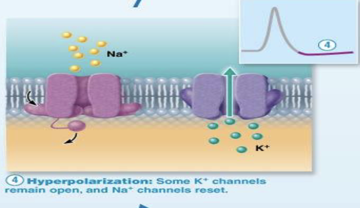 <ul><li><p>What causes hyperpolarization?</p><ul><li><p>What happens to membrane potential during hyperpolarization?</p></li></ul></li></ul><p></p>
