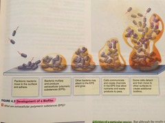 <p>ecosystem of bacteria that stick together and then stick to environmental surfaces.</p>