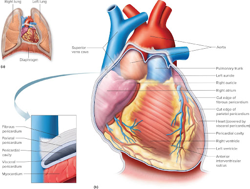 <p>the sac surrounding the heart and the proximal ends of the large vessels to which it attaches.</p>