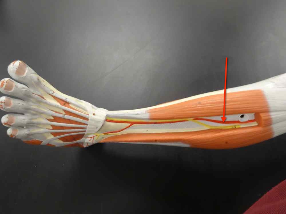 <p>Name the structure</p>