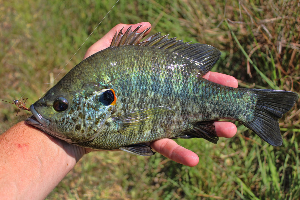 <p>No railroad tracks, reddish orange on opercular flap, spotted sides, dark spot near dorsal fin rear</p>