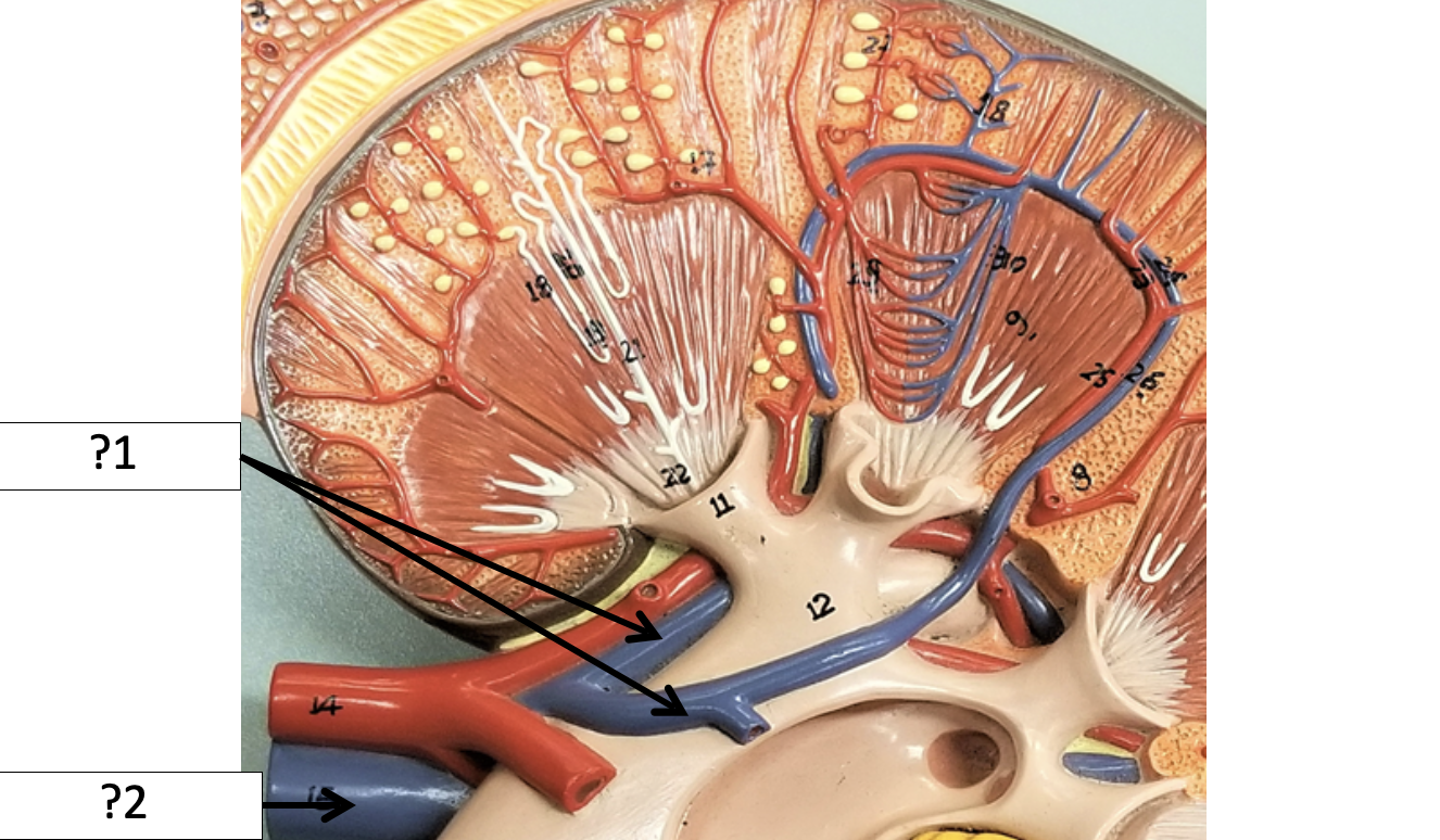 <p>1 Name the veins?</p>