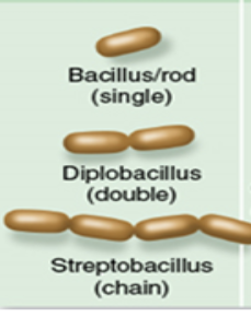 <p>Bacillus</p>