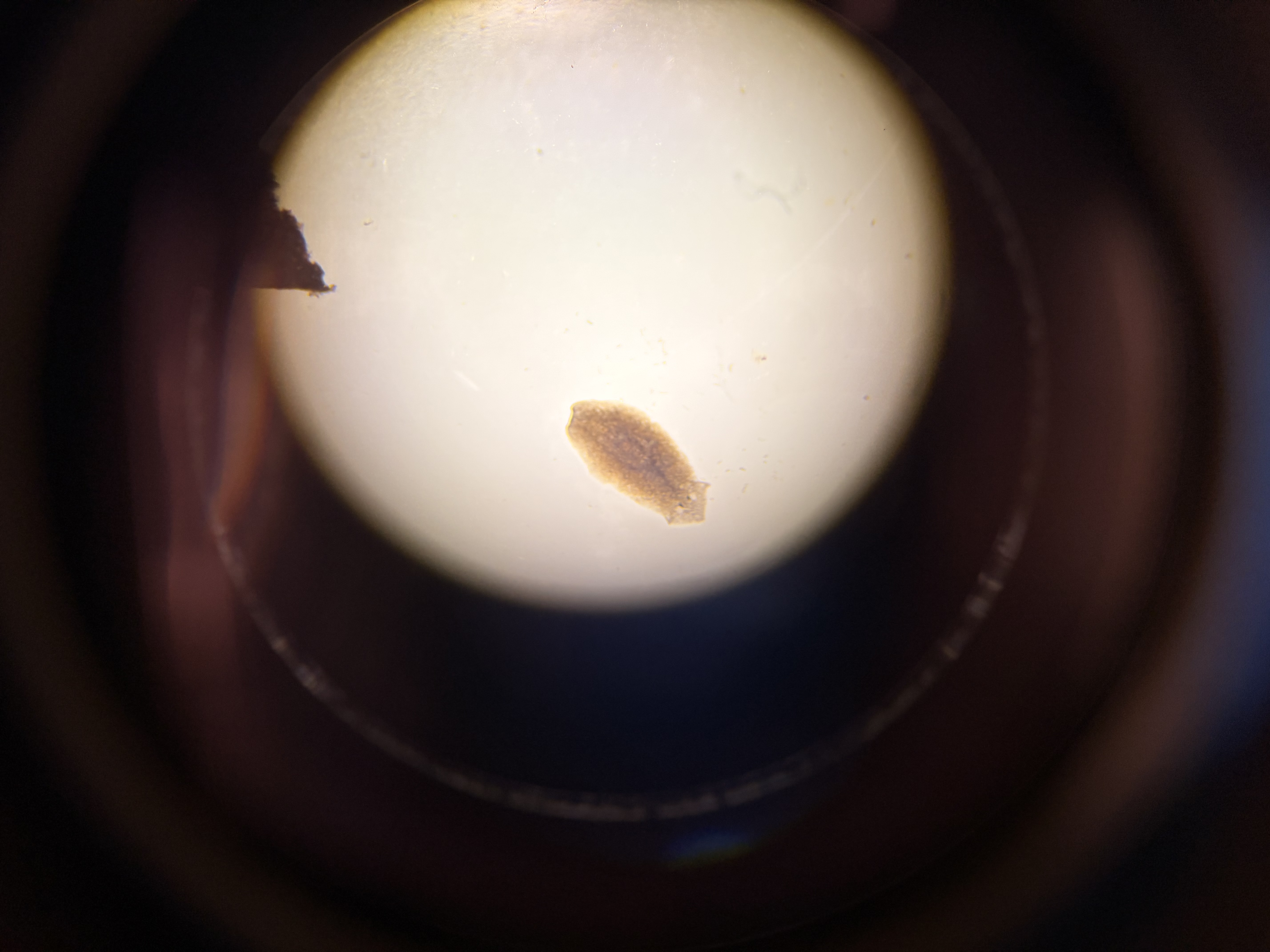 <p>What phylum and class does this organism belong to?</p>