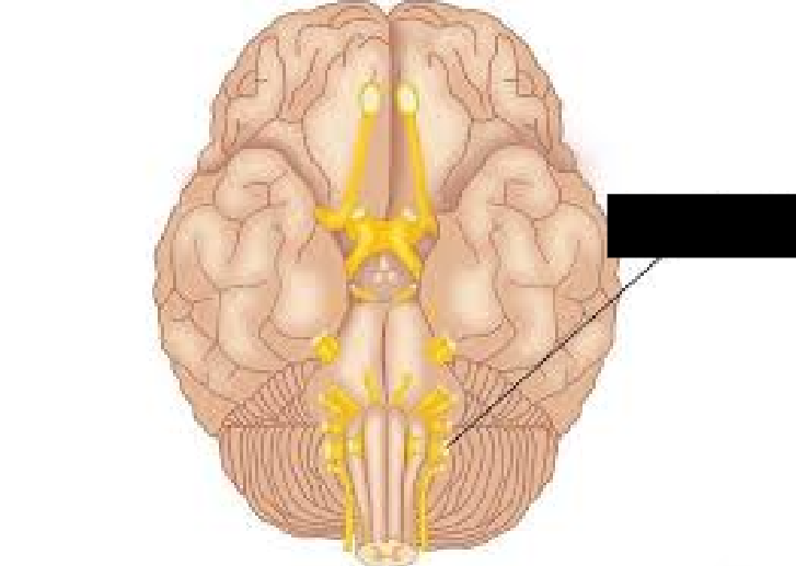 <p><span> The tenth cranial nerve. Mixed nerves that carry sensory information from the viscera of the esophagus, respiratory tract, and abdomen. They carry motor information to the heart, stomach, intestines, and gallbladder. They also carry information for the coordination of swallowing. Integral to the autonomic nervous system. Originates from inside the skull (brainstem). Tested by observing the patient’s soft palate, along with Cranial Nerve IX. </span></p>