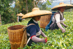 <p>Harvester/Cotton picker</p>