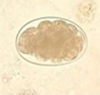 <p><span style="background-color: rgba(0, 0, 0, 0); line-height: 19.7625px;">What is the species in this photo and WHY?</span></p>