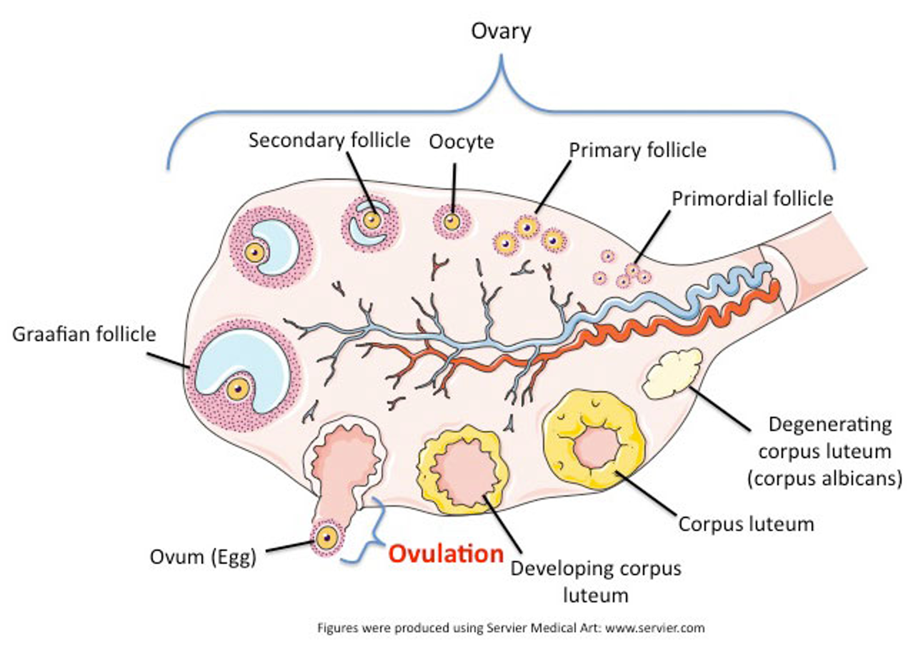 <ul><li><p>Many oocytes (around 12) but usually only one matures before ovulation → others become atretic </p></li><li><p>The oocytes mature until the follicle containing one of them reaches an average of 18-25 mm diameter and then breaks open → releases oocyte into abdomen (ovulation) and the rest become atretic </p></li><li><p>Pain from this ovulation → Mittelschmerz </p></li></ul><p></p>