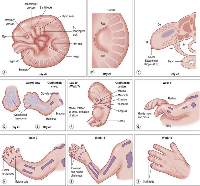<p>Sự tạo chi có đặc điểm sau:</p><p>A. Mầm chi xuất hiện ở thành bên mặt lưng của phôi.</p><p>B. Gờ ngoại bì đỉnh xuất hiện đầu tiên.</p><p>C. Túi nhô xuất hiện trước tiên.</p><p>D. Mầm chi trên và chi dưới xuất hiện cùng lúc.</p>