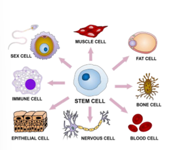 <ul><li><p>DNA info is transcribed and translated so encoded function is present in cell</p></li><li><p>each cell types expresses different genes at different times and locations under different condition</p></li></ul><p></p>