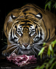 <p>organism that obtains energy by eating animals</p>