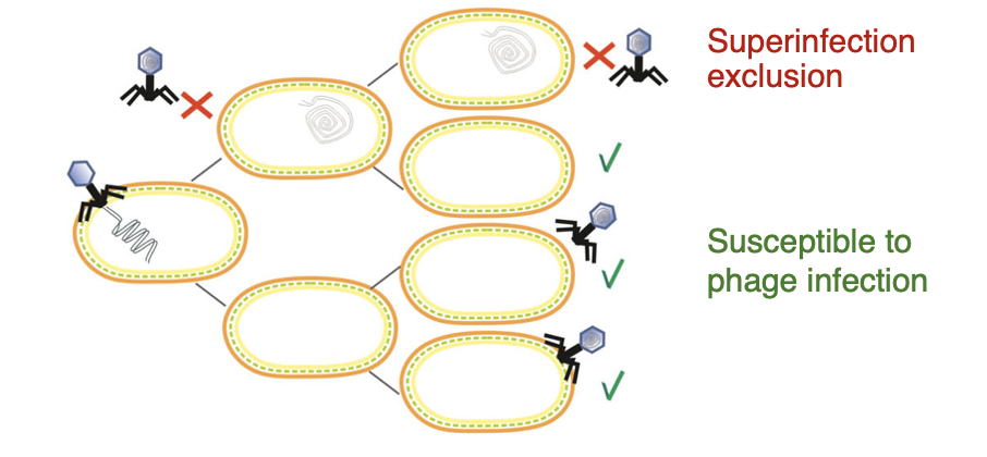 <p>The stage of<strong> <u>stalled phage development</u> of a bacteriophage</strong></p><p>→ in <em>unfavorable growth conditions f</em>or the host cell, e.g., starvation</p><p><strong>An </strong><span style="color: red;"><strong>unintegrated phage genome</strong> is asymmetrically passed </span>(as not replicated) onto daughter cells<strong> [VT]</strong></p>