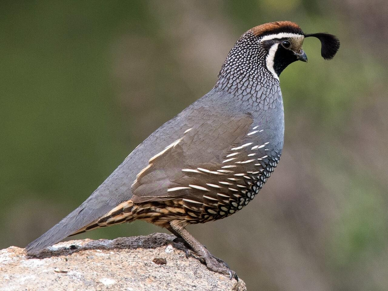 <p>California quail</p><p>*Must know vocalization</p>