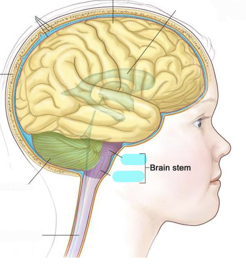 <p>The pons and medulla</p>
