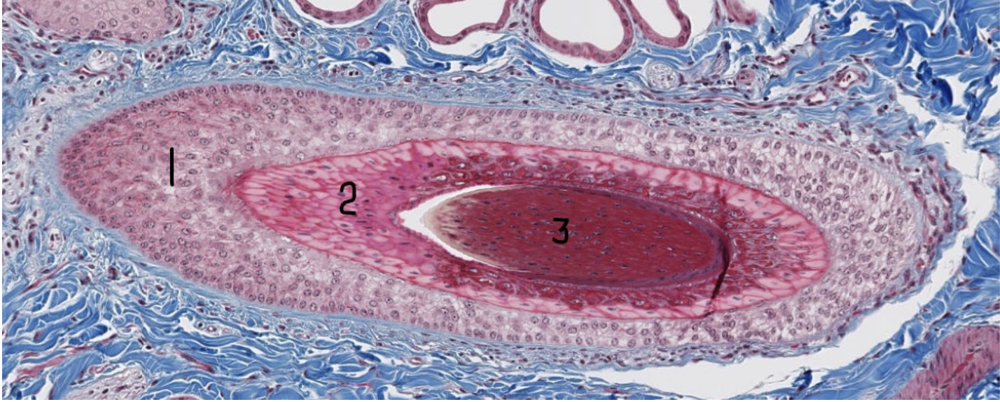 <p>What is 2 in this hair follicle?</p>