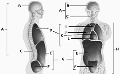 <p>What cavity is show and what organ(s) resides inside (I)</p>