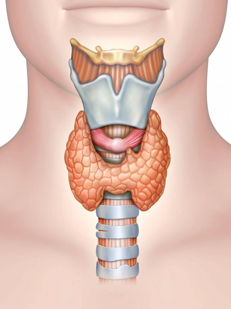 <p>Thyroid Gland Hormones</p>
