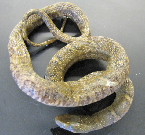 <p>Common name, Family, Scientific Name?</p>