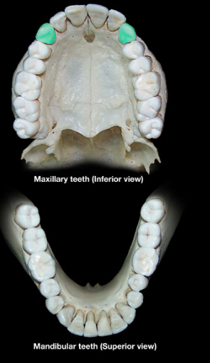 knowt flashcard image