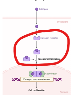 <p>As nuclear hormone receptor: </p><p><strong><u>Estrogen</u></strong> binding induces <strong><u>estrogen receptor (ER) </u></strong>dimerization.</p><p>What is the second step in this process?</p>