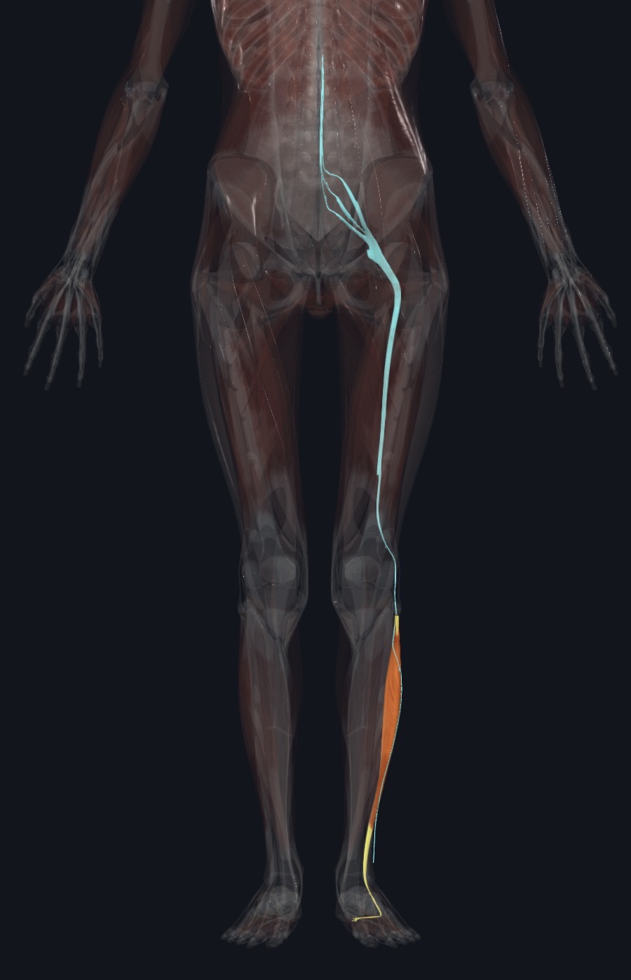 <p>Superficial fibular N (L5,S1,S2)</p>