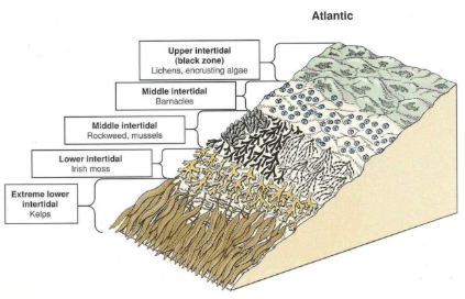 <p>What determines the zones in the following image?</p>