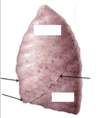 <p>Identify all parts</p><ul><li><p>identify specific organ </p></li></ul><p></p>