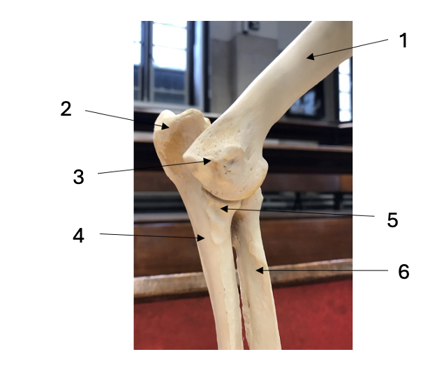 <p>Name the structures.</p>