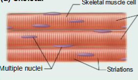 <p>Skeletal Muscle Tissue</p>