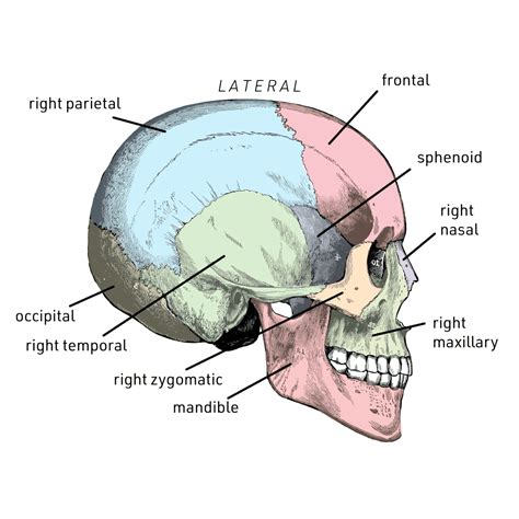 <p>The back of the head</p>