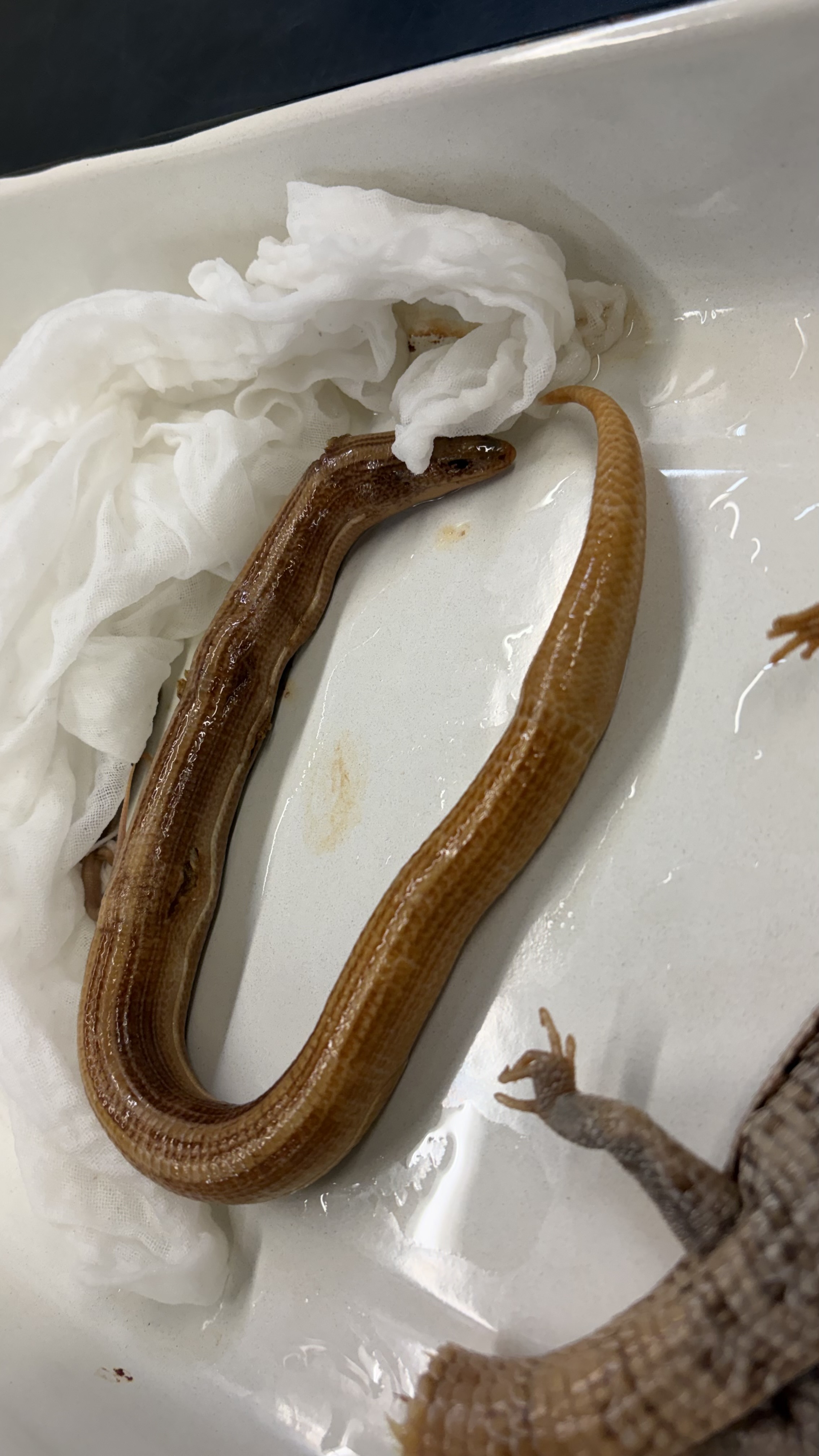 <ul><li><p>no legs</p></li></ul><p></p>