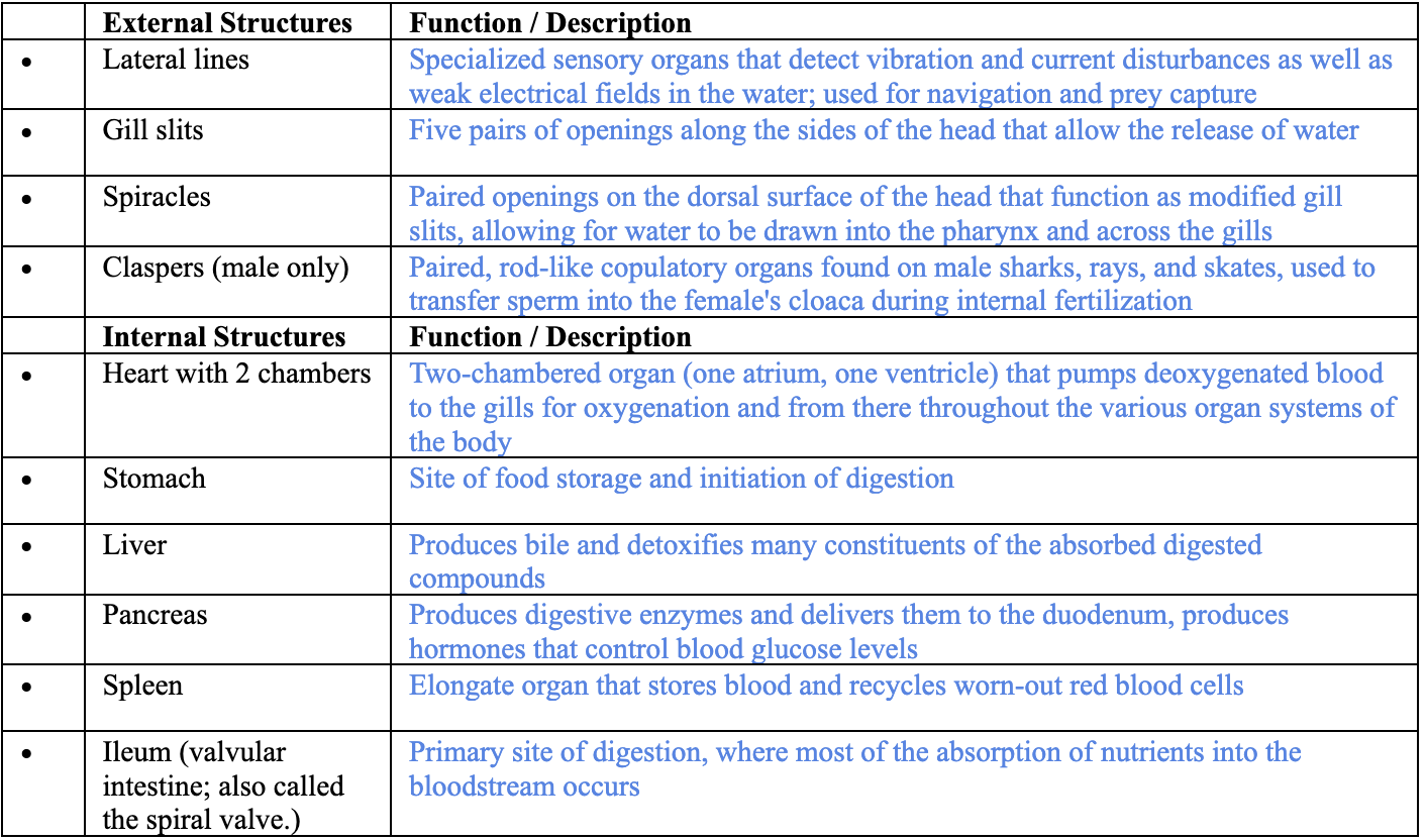 <p><span style="background-color: transparent;">Clade Chondrichthyes within Clade Vertebrata within Clade Chordata</span></p><ul><li><p>Not pictured: pancreas attached at top of spleen </p></li></ul><p></p>