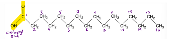 <p>start with the carbon on the carboxylic group and work to the other side </p>