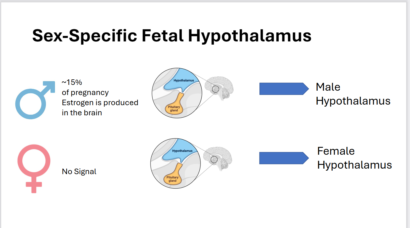 <p>Describe the difference of Sex-Specific Fetal Hypothalamus in males and females?</p>