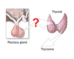 <p>influences metabolism by controlling the growth and activity of the thyroid gland</p><p>pituitary gland</p>