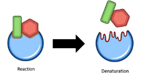 <p>it is the optimum temperature, enzymes denature over 40*C</p>