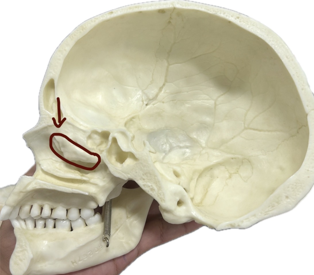 <p>What bone is this?</p>