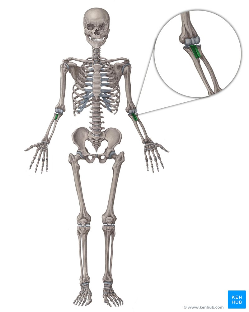 <p>Bones involved in proximal radioulnar joint</p>
