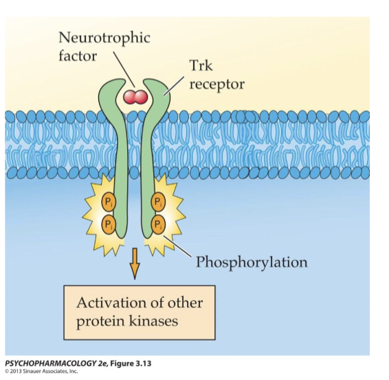 <p><strong>Job</strong>: They mediate the action of neurotrophic factors like NGF (nerve growth factor), BDNF (brain-delivered neurotrophic factor), NT-3 and NT-4. </p><p><strong>Function</strong>: Neurotrophic factors bring 2 trk receptors together and this results in reciprocal phosphorylation of tyrosine (tyr) residues and activation of other protein kinases</p>