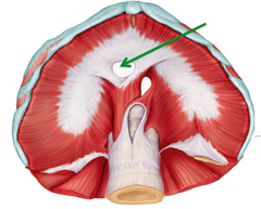 <p>lets other structures pass between the chest and abdomen</p>