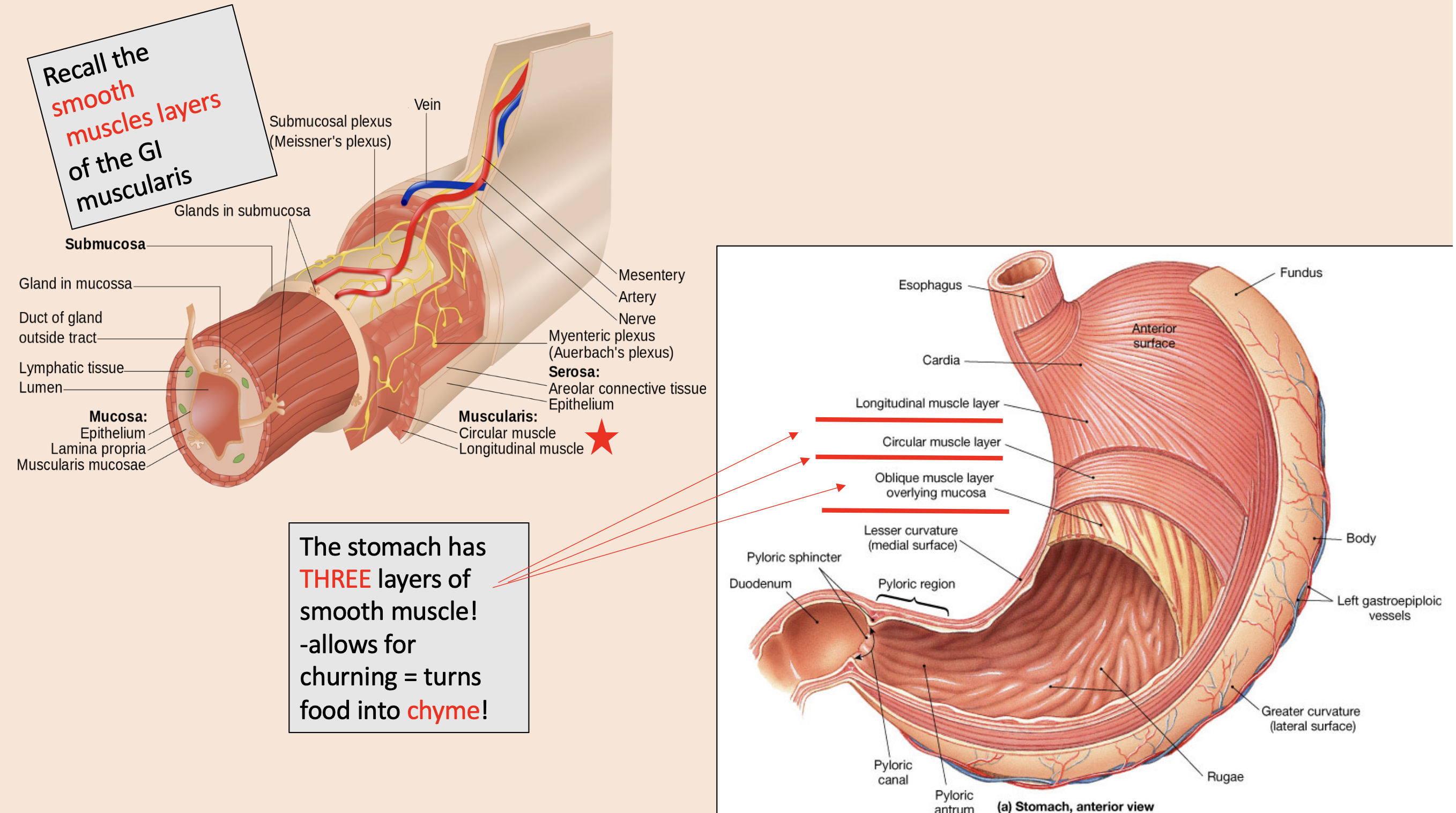 <p>longitudinal muscle layer</p><p>circular muscle layer</p><p>oblique muscle layer overlying mucosa </p>