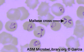 <p>maltese cross = ?</p>