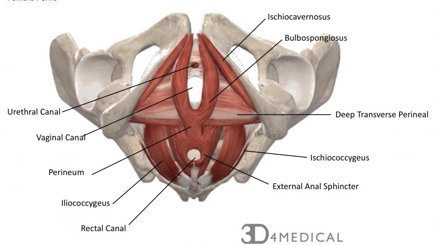 <ul><li><p>a paired muscle in the deep perineal space</p></li><li><p>provides vital structural support to the pelvic floor and stabilizes the perineal body (central tendon)</p></li><li><p>plays a role in urinary continence, ejaculation, and supporting the vaginal wall</p></li></ul><p></p><p>origin → inferior ramus of the ischium</p><p>insertion → the muscle fibres travel medially and interlace in the midline with the contralateral deep transverse perineal muscle. they envelope the perineal body and blend with the external anal sphincter and urethral sphincter</p><p>action → fixes and stabilizes the perineal body, supports the pelvic floor, aids in expulsion of semen (males), and the final drops of urine (both sexes)</p><p>innervation → deep muscular branch of the pudendal nerve (sacral plexus, spinal roots S2-S4)</p><p>blood supply → internal pudendal artery, perineal artery</p>
