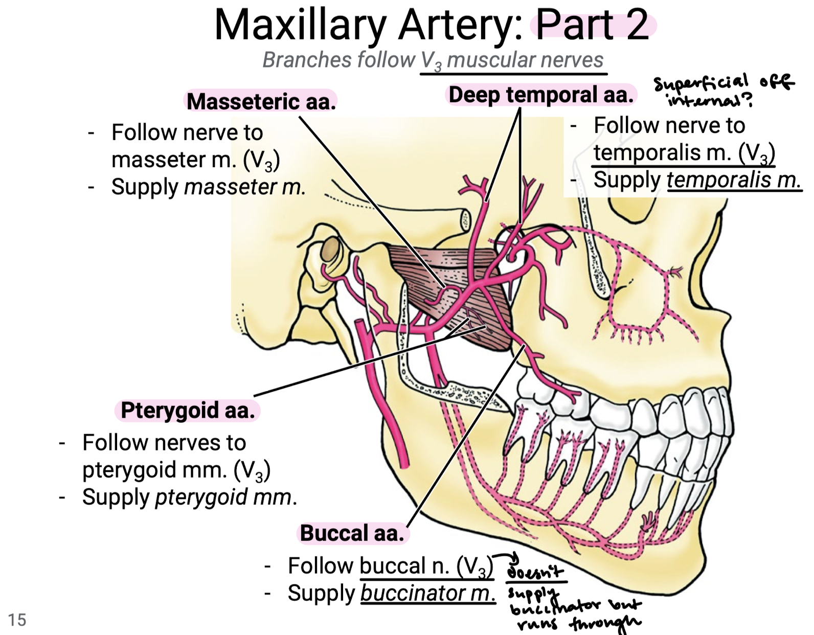 <ol><li><p>Pterygoid aa. follow nerves to pterygoid mm. (V3) to supply the pterygoid mm.</p></li><li><p>Masseteric aa. follow the nerves to masseter m. (V3) to supply the masseter m.</p></li><li><p>Deep temporal aa. follow nerve to temporalis m. (V3) to supply temporalis m. </p></li><li><p>Buccal aa. follow the buccal n. (V3) to supply buccinator m., but remember the buccal n. of V3 only runs through buccinator and does not supply it.</p></li></ol><p></p>