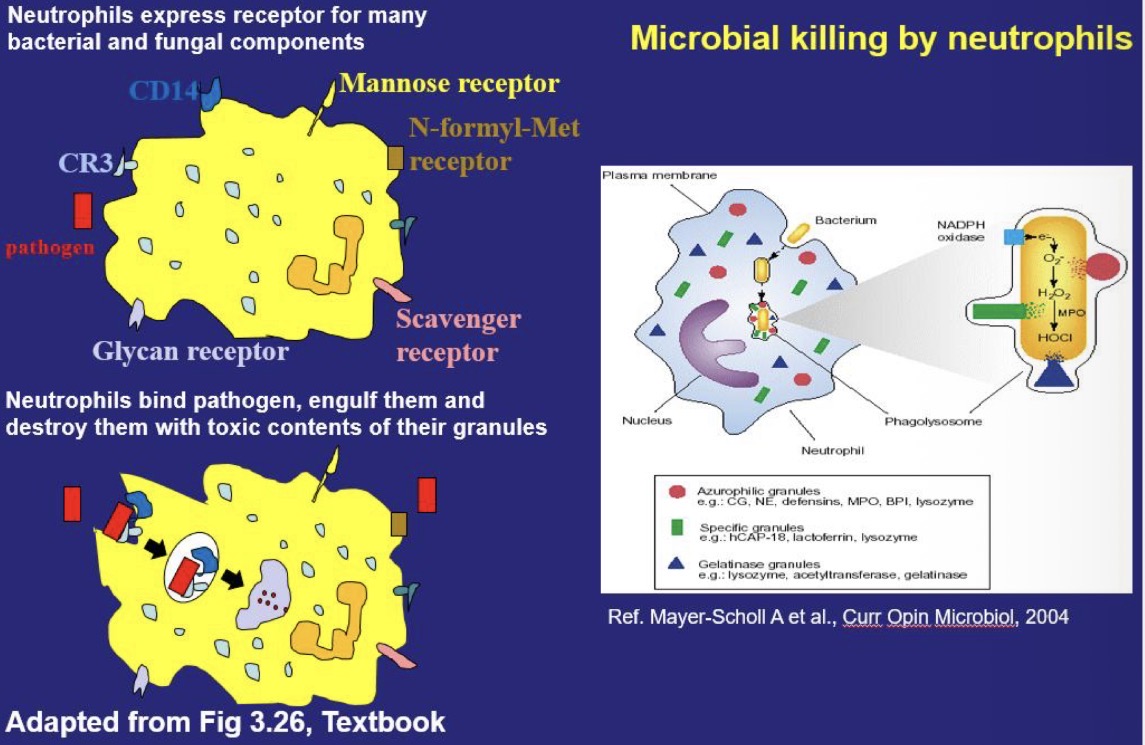 <p><strong>Antibodies and neutrophils are important for mucosal host defense.</strong></p><p>(See pics)</p>
