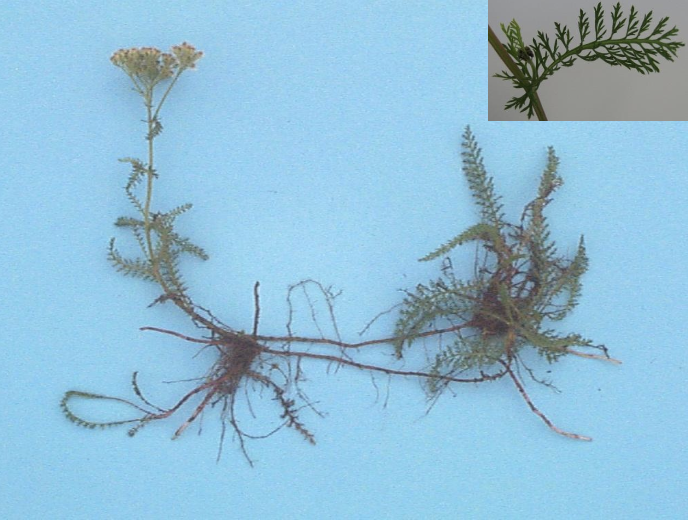 <p><strong>Plant family:</strong> Asteraceae<br><strong>Life cycle:</strong> Perennial<br><strong>Key persistence / spread:</strong> Rhizomes and seed<br><strong>Farming systems:</strong> Pasture margins, disturbed areas</p><p><strong> How to identify</strong></p><p>It is an upright perennial with finely divided, feathery leaves that give it a soft, fern‑like appearance. Leaves are aromatic and smell pleasant when crushed.</p><p>The plant spreads via underground rhizomes, allowing it to form small colonies rather than single plants.</p><p>Flower heads are small and white, arranged in flat‑topped clusters held above the foliage. It persists well under light grazing and disturbance.</p><p>Often confused with stinking mayweed, but it has underground spread and a pleasant smell.</p>