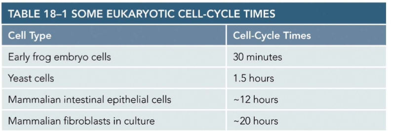 <p>cell cycle time varies among cells </p>